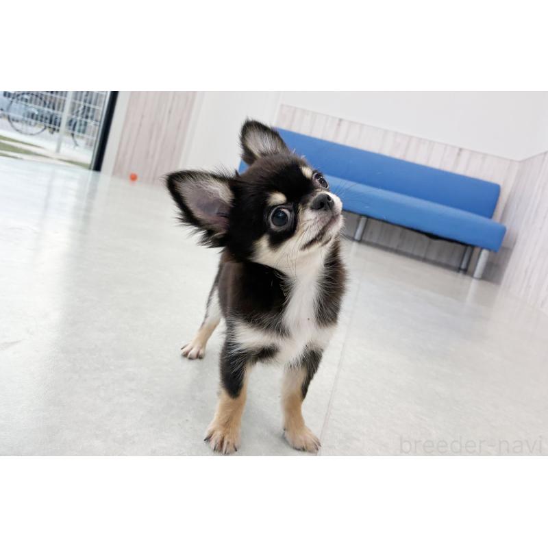 販売中の京都府のチワワ(ロングコート)-416535の5枚目