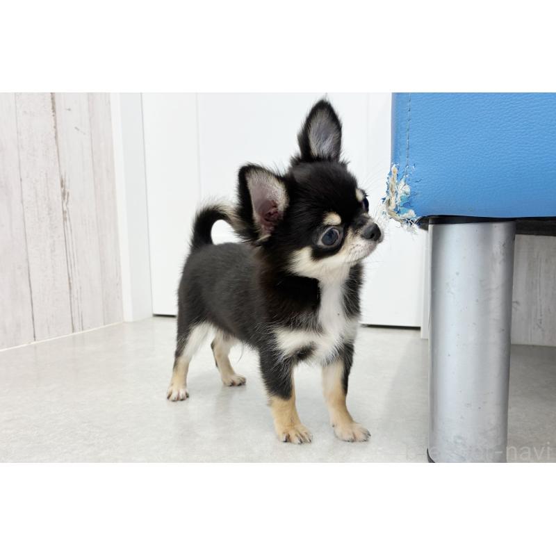 販売中の京都府のチワワ(ロングコート)-416535の4枚目