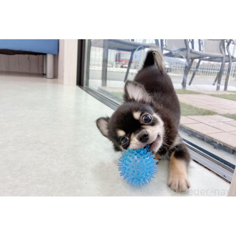 販売中の京都府のチワワ(ロングコート)-416535の3枚目