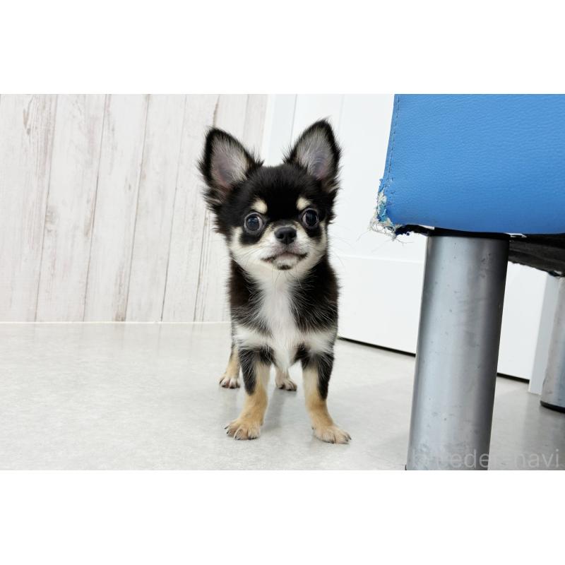 販売中の京都府のチワワ(ロングコート)-416535の2枚目