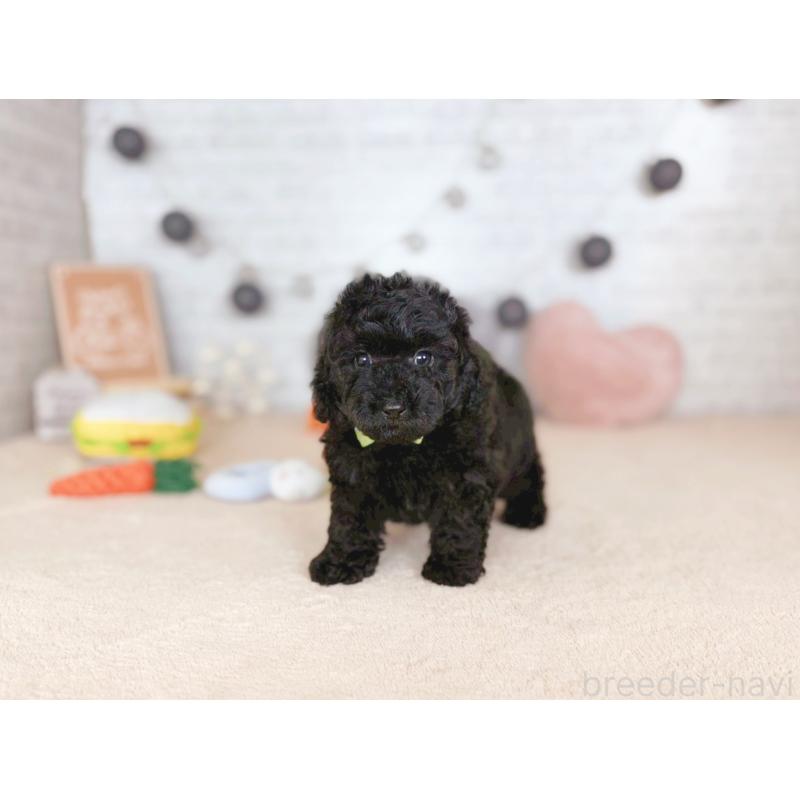 販売中の北海道のトイプードル-430624の3枚目