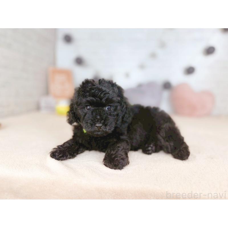 販売中の北海道のトイプードル-430624の2枚目