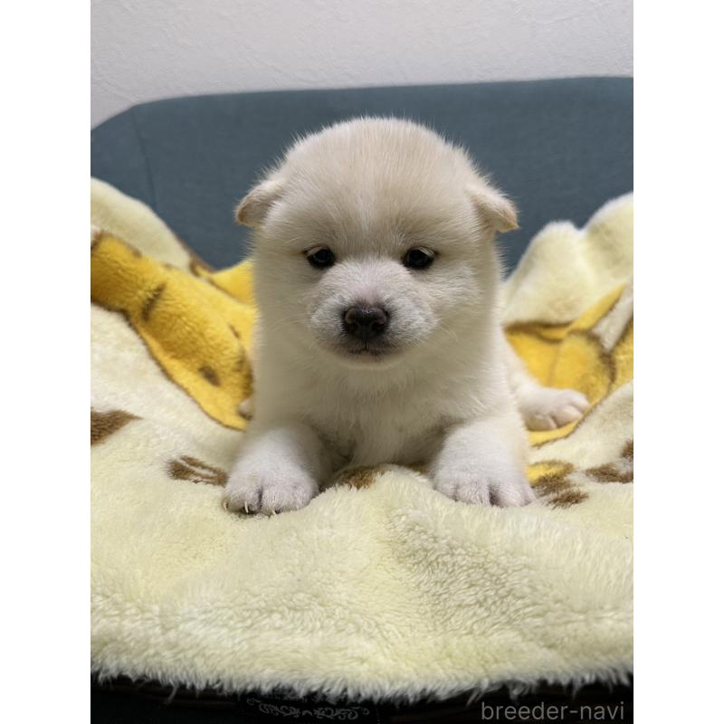 成約済の岡山県の豆柴-427013の5枚目