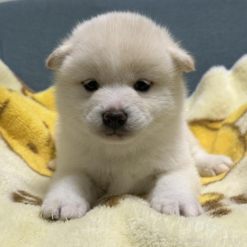 成約済の岡山県の豆柴-427013の1枚目