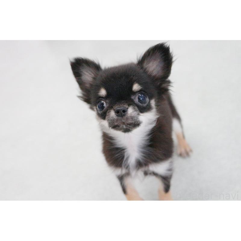 販売中の京都府のチワワ(ロングコート)-416533の6枚目