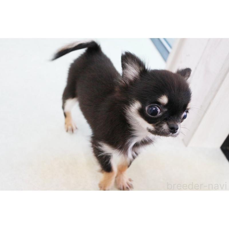 販売中の京都府のチワワ(ロングコート)-416533の5枚目