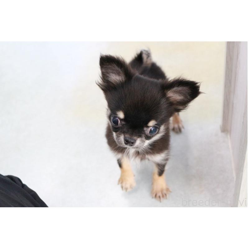 販売中の京都府のチワワ(ロングコート)-416533の3枚目