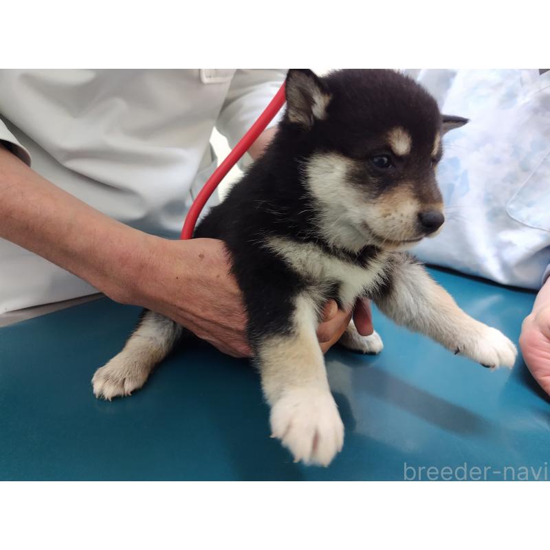 成約済の大阪府の柴犬-428376の5枚目