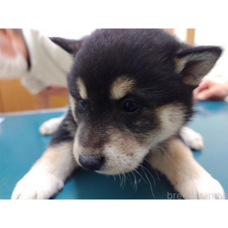 成約済の大阪府の柴犬-428376の4枚目