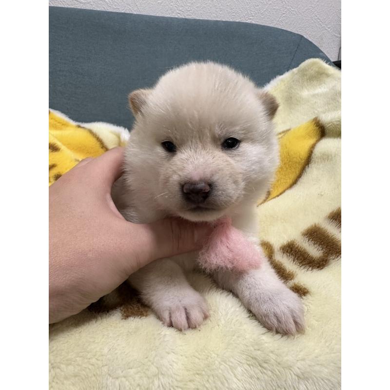 販売中の岡山県の柴犬-428986の4枚目