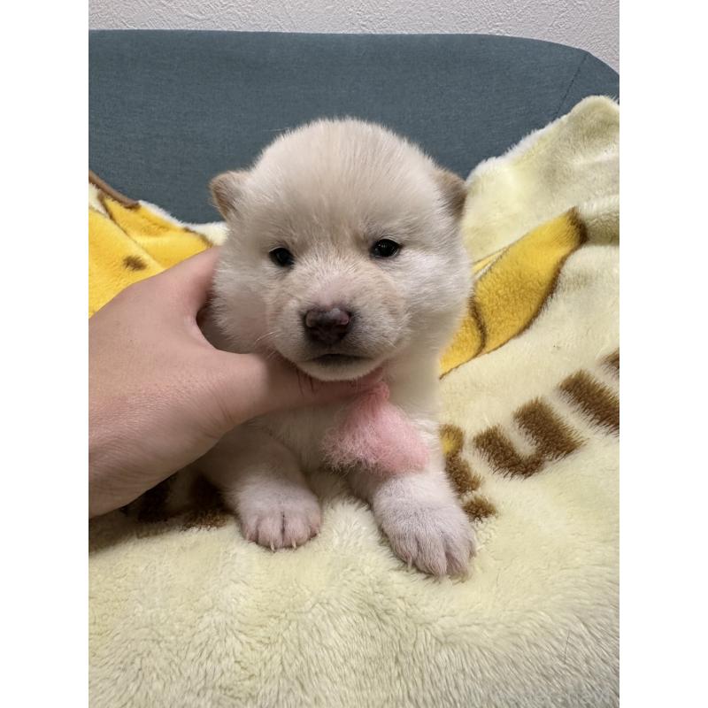 販売中の岡山県の柴犬-428986の3枚目