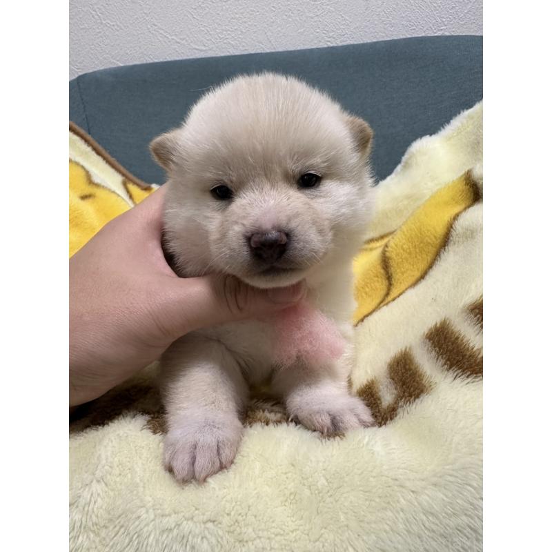 販売中の岡山県の柴犬-428986の2枚目