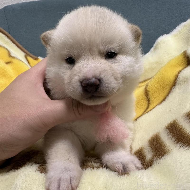 販売中のの柴犬-428986