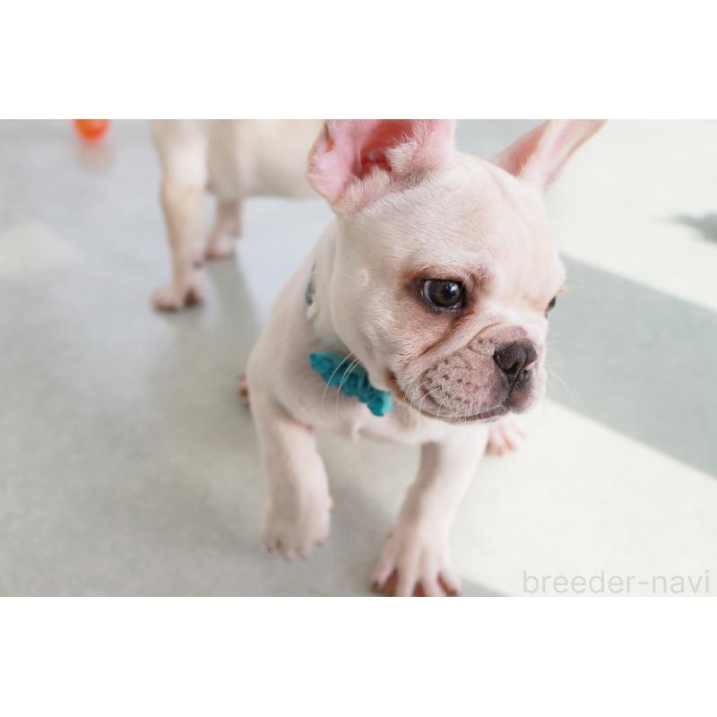販売中の京都府のフレンチブルドッグ-416402の5枚目