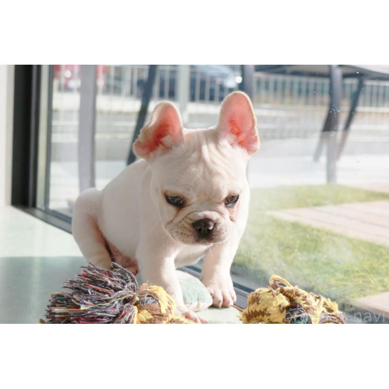 販売中の京都府のフレンチブルドッグ-416402の4枚目