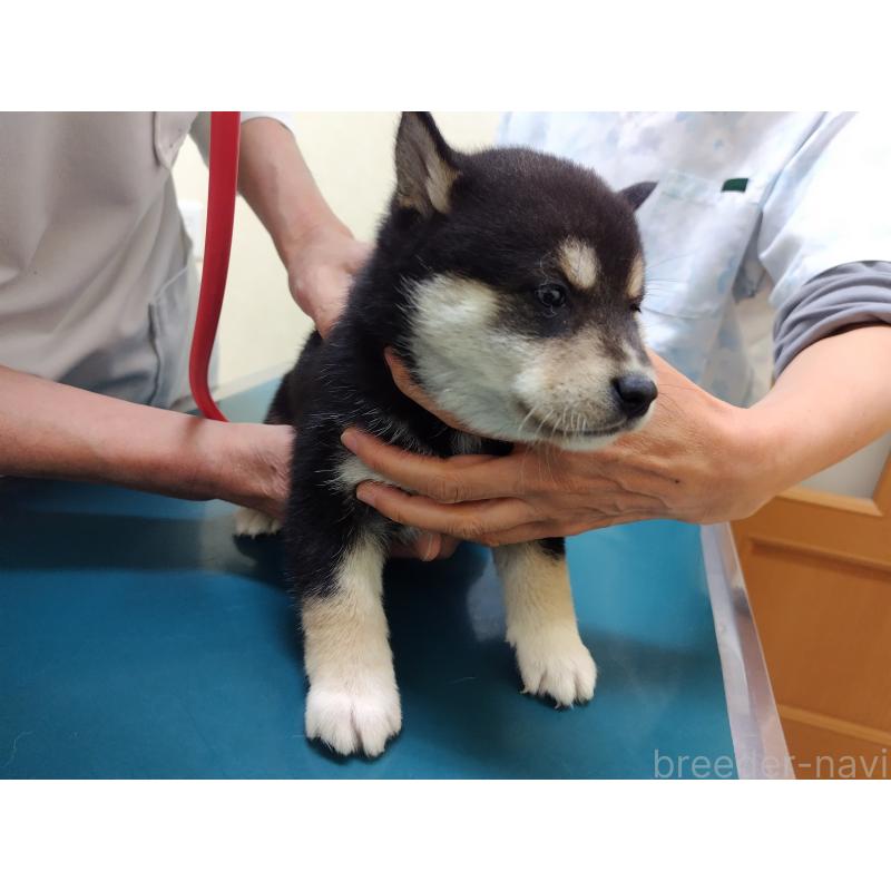 成約済の大阪府の柴犬-428381の5枚目