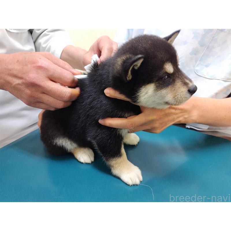 成約済の大阪府の柴犬-428381の4枚目