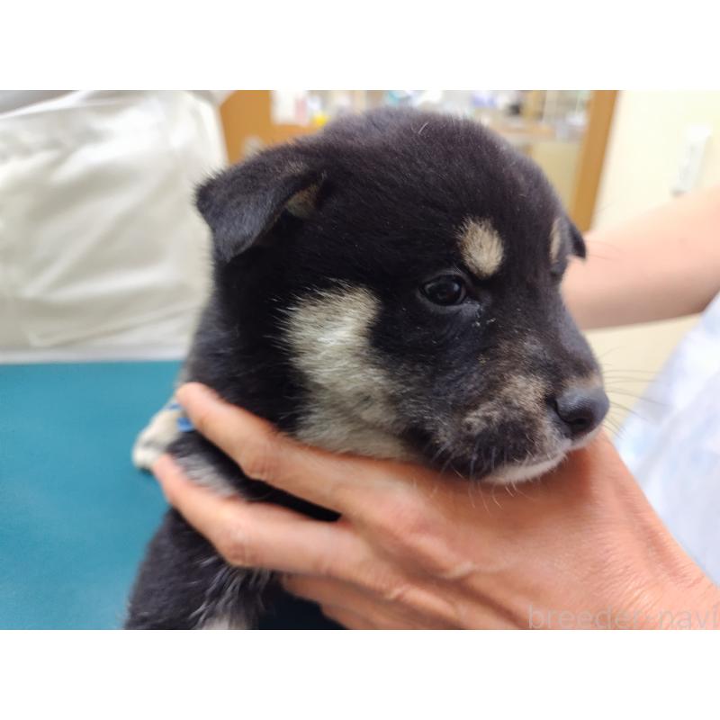 販売中の大阪府の柴犬-428382の4枚目