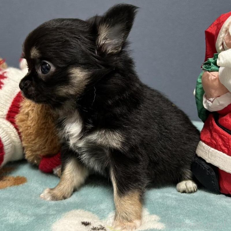 販売中の愛知県のチワワ(ロングコート)-430625の5枚目