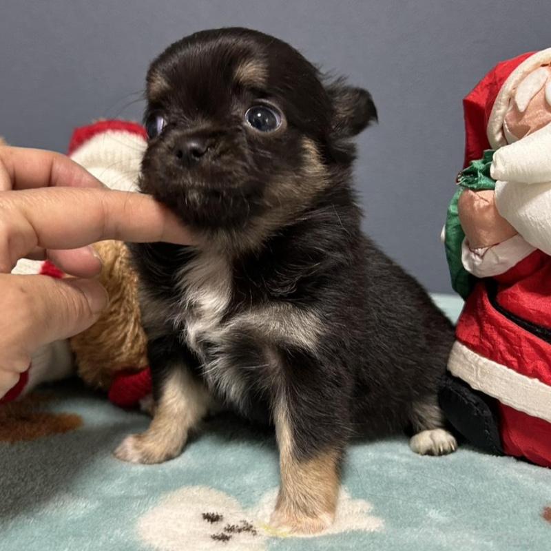 販売中の愛知県のチワワ(ロングコート)-430625の4枚目