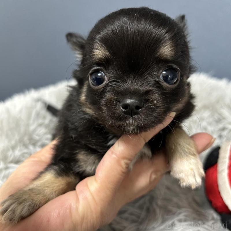 販売中の愛知県のチワワ(ロングコート)-430625の3枚目