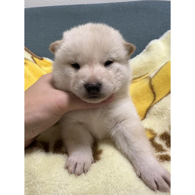 成約済の岡山県の柴犬-428988の6枚目