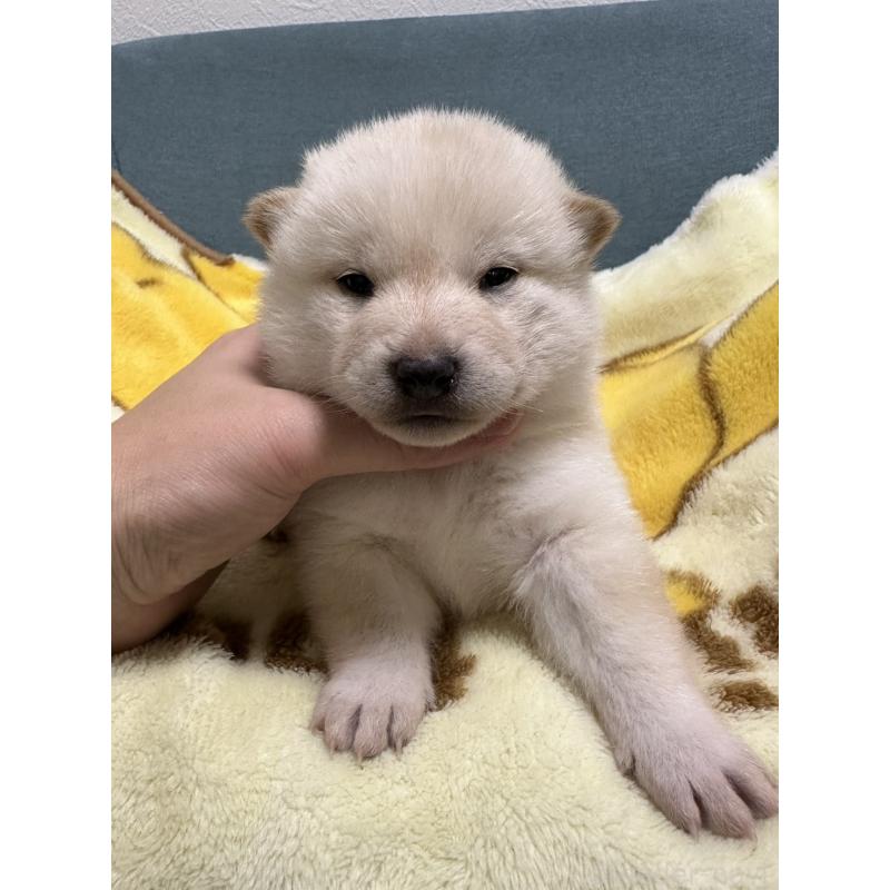 成約済の岡山県の柴犬-428988の5枚目