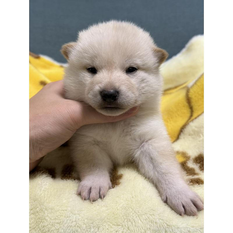 成約済の岡山県の柴犬-428988の3枚目