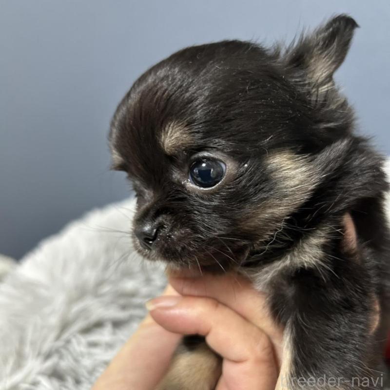 販売中の愛知県のチワワ(ロングコート)-430625の2枚目