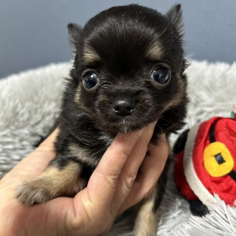 販売中の愛知県のチワワ(ロングコート)-430625