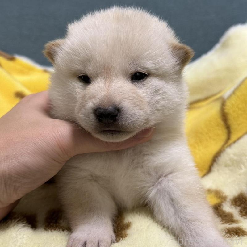 商談中の岡山県の柴犬-428988