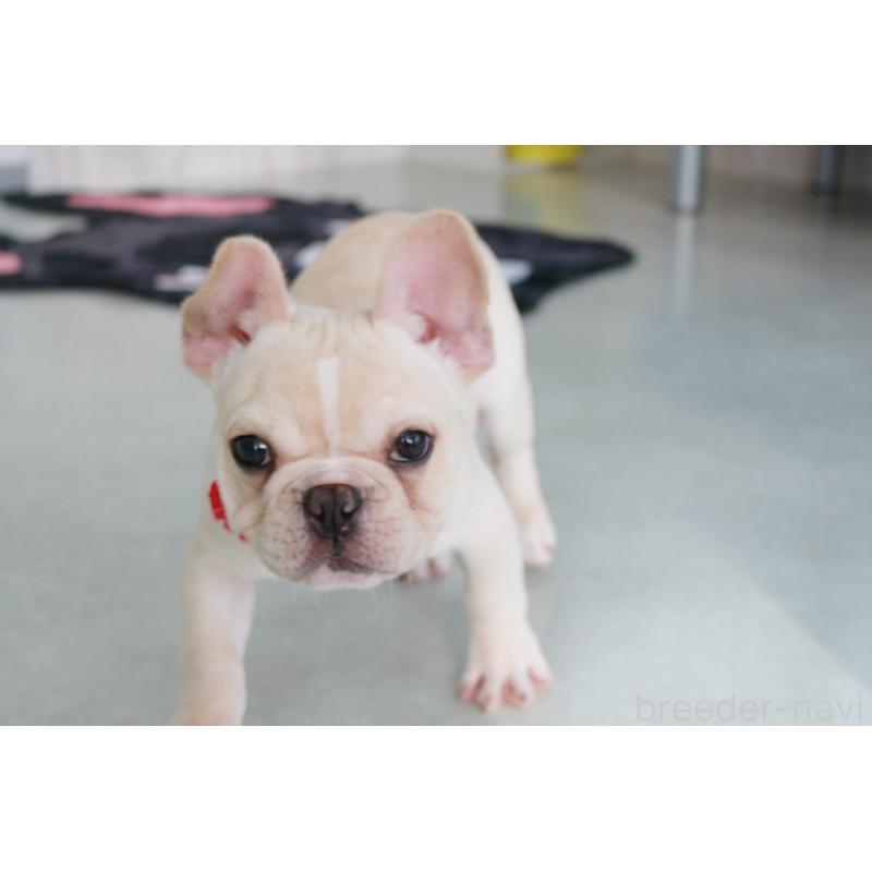 販売中の京都府のフレンチブルドッグ-416401の6枚目