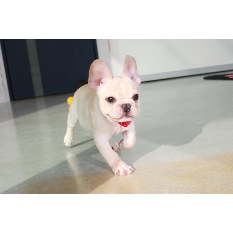 販売中の京都府のフレンチブルドッグ-416401の5枚目