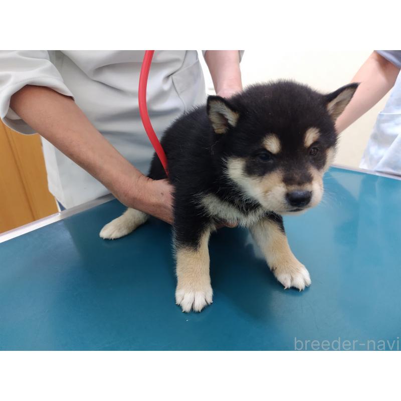 商談中の大阪府の柴犬-428383の5枚目