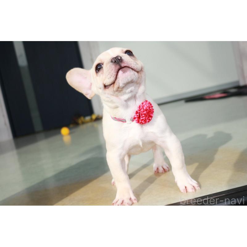 販売中の京都府のフレンチブルドッグ-416401の3枚目