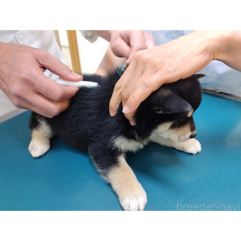 商談中の大阪府の柴犬-428383の4枚目