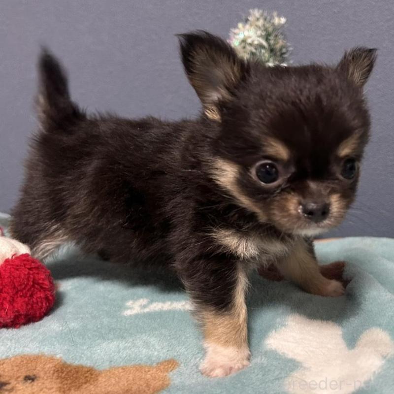 販売中の愛知県のチワワ(ロングコート)-430626の5枚目