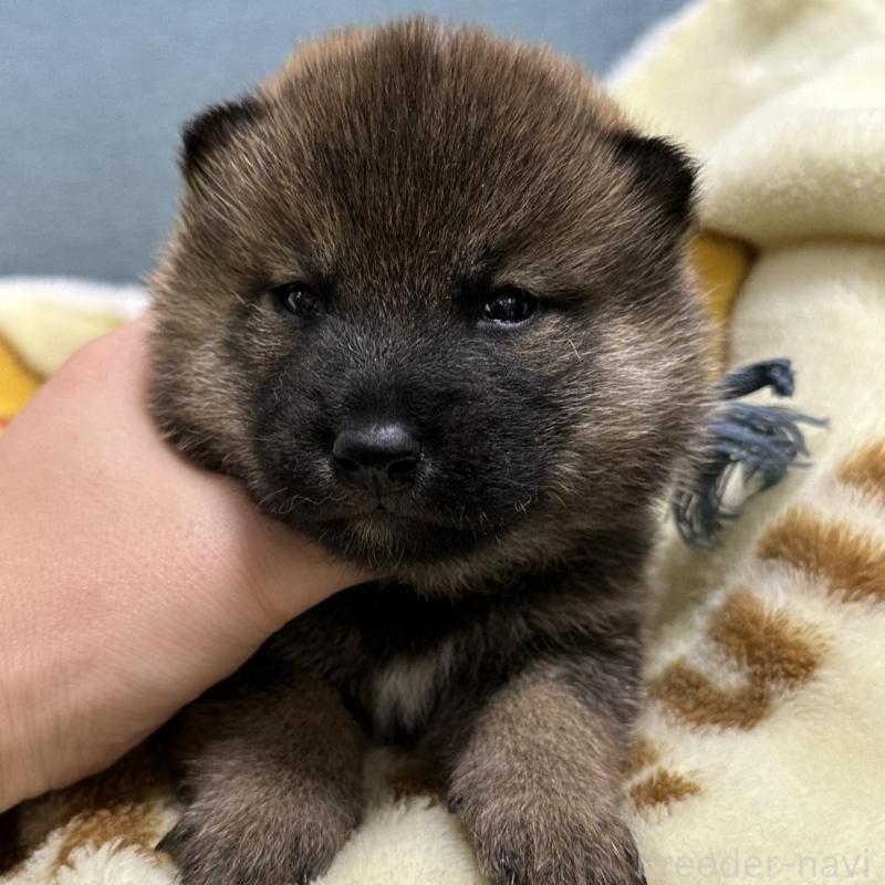 販売中の岡山県の柴犬-428991