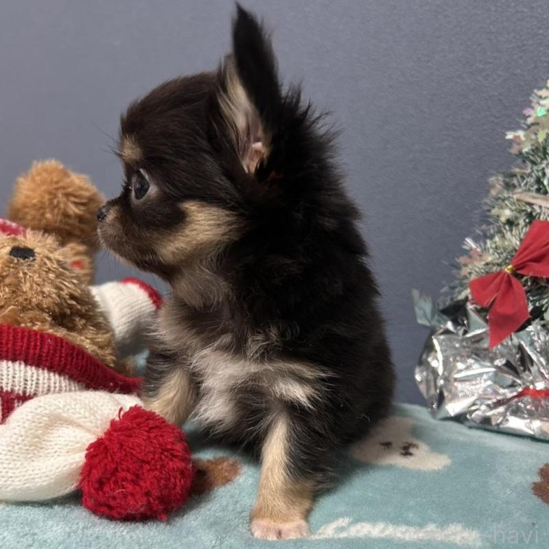 販売中の愛知県のチワワ(ロングコート)-430626の4枚目