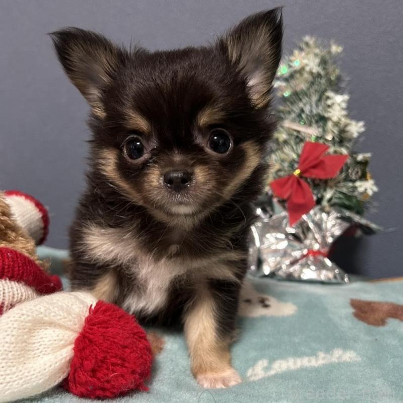 販売中の愛知県のチワワ(ロングコート)-430626の1枚目