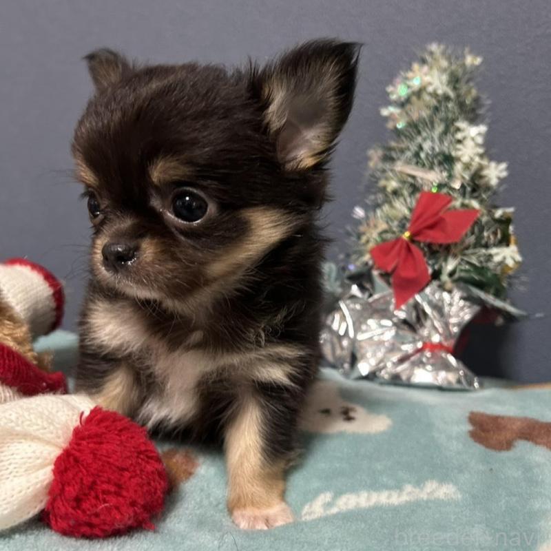 販売中の愛知県のチワワ(ロングコート)-430626の3枚目