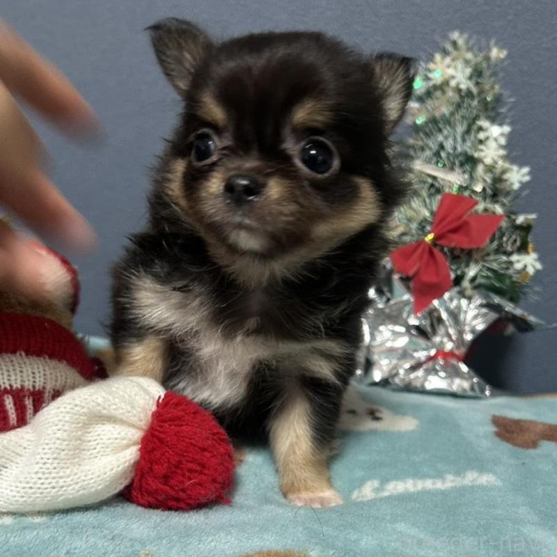 販売中の愛知県のチワワ(ロングコート)-430626の2枚目