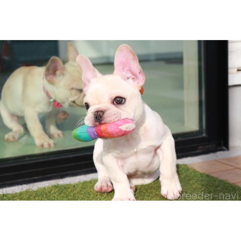 販売中の京都府のフレンチブルドッグ-416400の7枚目