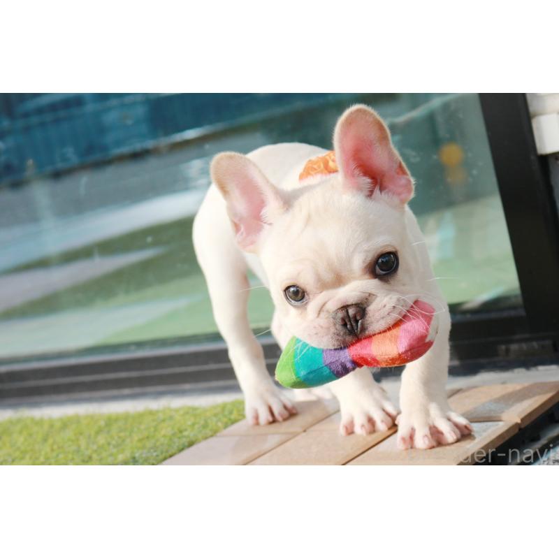 販売中の京都府のフレンチブルドッグ-416400の6枚目