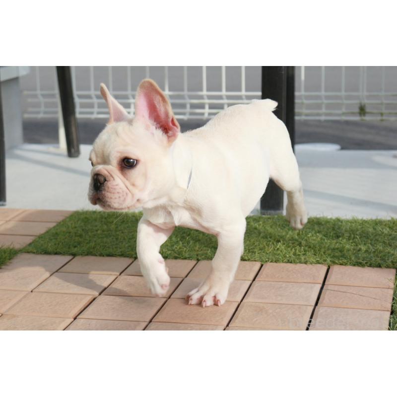 販売中の京都府のフレンチブルドッグ-416400の5枚目