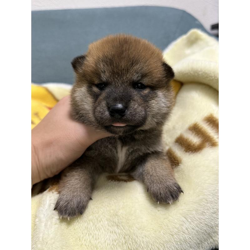 成約済の岡山県の柴犬-428992の3枚目