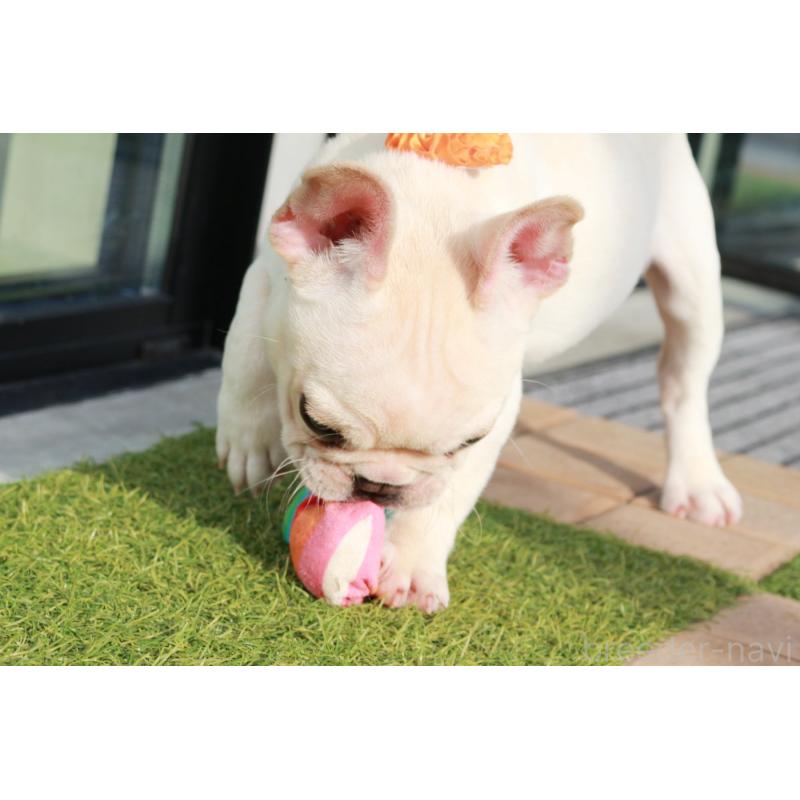 販売中の京都府のフレンチブルドッグ-416400の4枚目