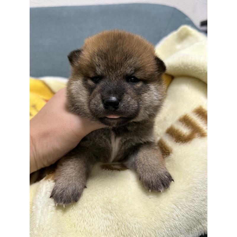 成約済の岡山県の柴犬-428992の2枚目