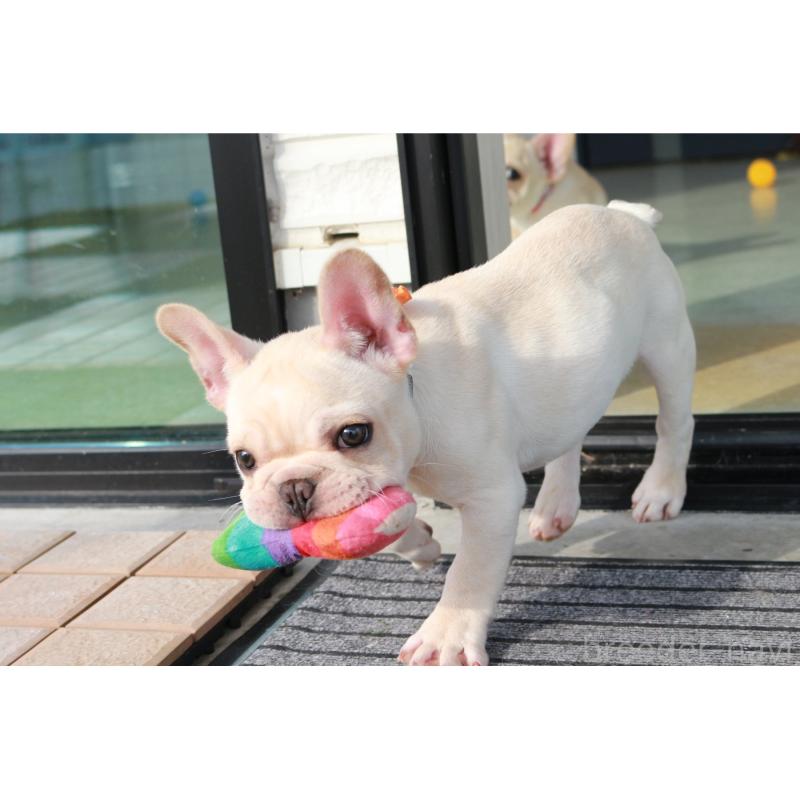 販売中の京都府のフレンチブルドッグ-416400の3枚目