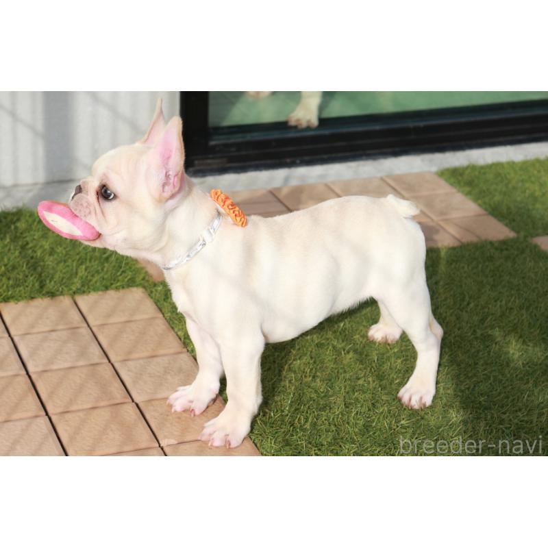 販売中の京都府のフレンチブルドッグ-416400の2枚目